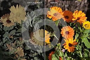 Comparing double vision, normal and with color blindness
