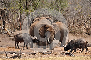 Comparing elephant with buffalo in Kruger national