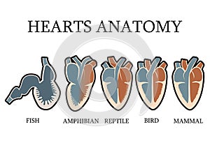 Comparison of cardiac anatomy of vertebrates photo