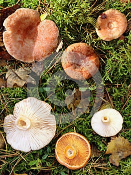 Comparison of conditionally edible woolly milkcap and edible saffron milk cap.