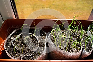 Comparison of expensive and cheap onion seeds for seedlings. Poor and good germination of different plant varieties. Seedling soil