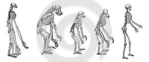 The comparison of greatest apes skeletons with human skeleton vintage engraving