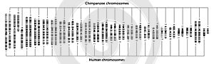 Comparación de hombre a chimpancé cromosomas. hombre a chimpancé 