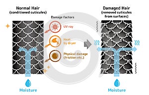 Comparison illustration of healthy hair and damaged hair.