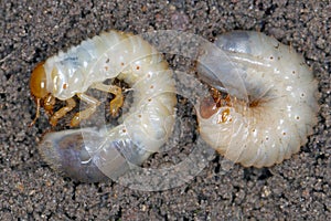 Comparison of larvae of the May beetle Common Cockchafer In left  or May Bug, right - Cetonia aurata