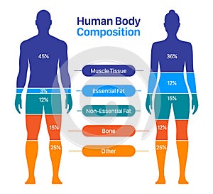 Comparison of male and female body composition. Human body composition chart vector illustration