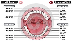 Comparison between milk and permanent teeth infographic diagram