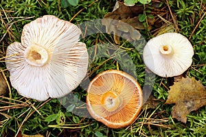 Comparison of mushrooms, which from above are easy to confuse. On the left and right are the conditionally edible woolly milkcap,