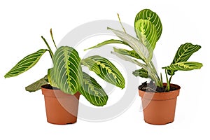 Comparison of raised and lowered leaves during daytime and nighttime of Prayer Plant `Maranta Leuconeura Lemon Lime`