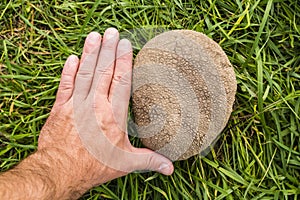 Comparison of size of mushroom Handkea utriformis with left ha