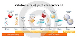 Comparison size of particles and cells on biological scale