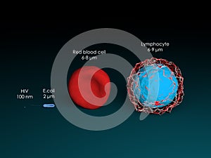 Comparison of sizes of blood cells, virus, and bacterium