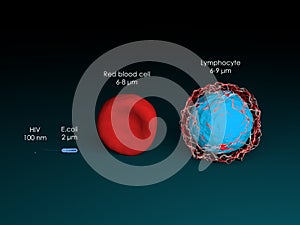 Comparison of sizes of blood cells, virus, and bacterium photo