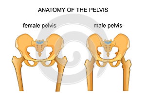 Comparison of the skeleton of the male and female pelvis