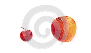 Comparison of a small red paradise apple and a large orange. Partners, competitors, the boss and the loyal.