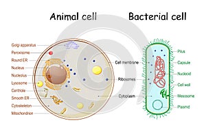 Comparison of the structure of bacterial and animal cells photo
