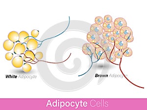 Comparison of white and brown adipocyte cells along with blood vessels. fat cells with lipid droplets involved in obesity