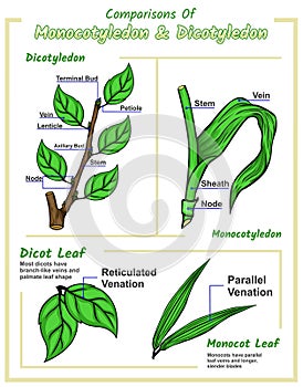 Comparisons Of Monocotyledon and dicotyledon