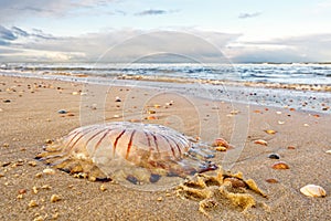 A compass jellyfish on the beach. North Holland dune reserve, Egmond aan Zee, Netherlands