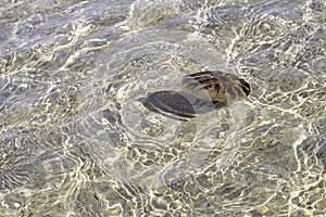 Compass jellyfish or Chrysaora hysoscella