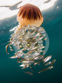 Compass Jellyfish, Chrysaora hysoscella and baitfish