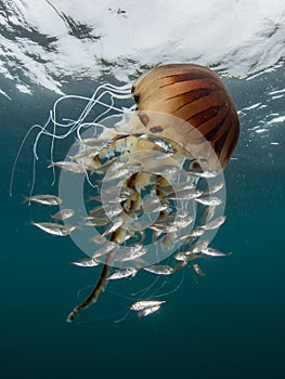Compass Jellyfish, Chrysaora hysoscella and baitfish