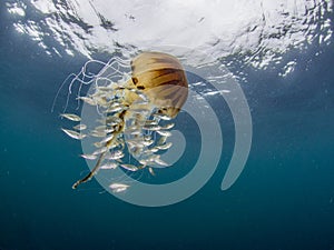 Compass Jellyfish showing it`s tentacles and bell with juvenile horse mackerel