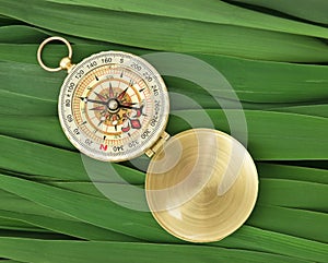 compass on  leaves of cane