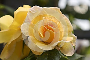 Â´compassionÂ´ rose flower head at the Guldemondplantsoen Rosarium Boskoop