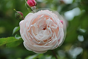 Compassion Rose in rosegarden