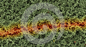 Microscopic view of textured cellular structures