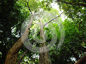 Competiting green tree canopy in a forest with bright sunlight