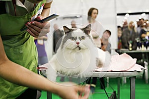 Competition for grooming cats