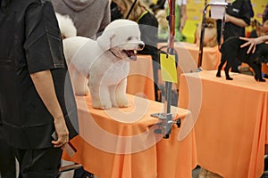 Competition grooming dogs