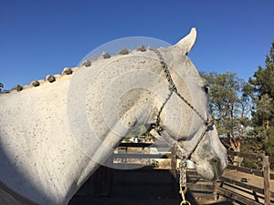 Paso Robles october 2017 - plaited braided gray quarter horse gelding photo