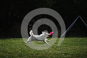 Competitions of dexterous dogs of all breeds. Dog frisbee. Wire-haired Jack Russell Terrier is having fun playing on field with