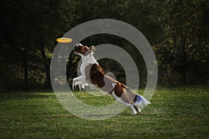 Competitions and sports with dog in fresh air on green field. Fluffy border collie of reddish white sable color jumps high and photo