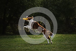 Competitions and sports with dog in fresh air on green field. Fluffy border collie of reddish white sable color jumps high and photo