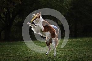 Competitions and sports with dog in fresh air on green field. Fluffy border collie of reddish white sable color jumps high and photo