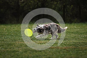 Competitions and sports with dog in fresh air on green field in park. Fluffy border collie Merle color runs fast and catches