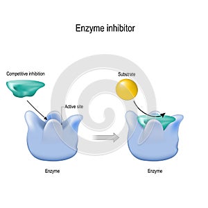 Competitive inhibition. enzyme inhibitor is a molecule that binds blocking to an enzyme and decreases its activity