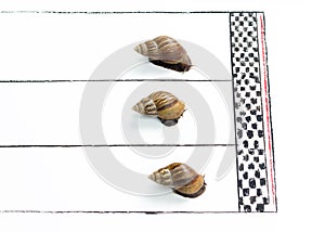 Competitive Snail Racing