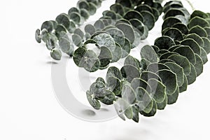 Detail of eucalyptus branch with small leaves isolated in white photo