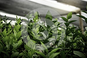 Detail of foliage leave under the ceiling of a farm culture photo