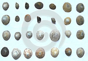 Compilation of shells
