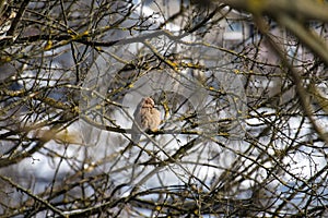 Complacent Eurasian jay is sitting on a bare branch in winter