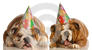 Complaining birthday dogs