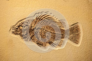 Complete fish fossil