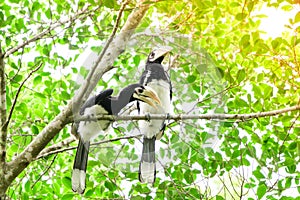 In a complete forest Some days we will find a living black hornbill, living in the forest