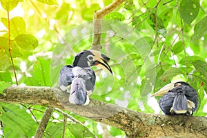 In a complete forest Some days we will find a living black hornbill, living in the forest